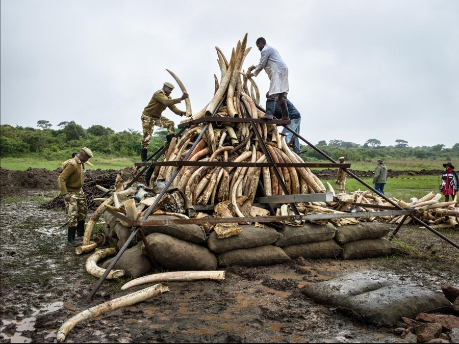 Building Ivory Tusk Mound, April 25, Nairobi, Kenya, 2016.jpg