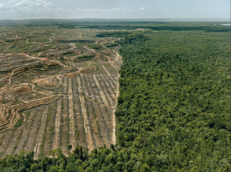 Clearcut #1, Palm Oil Plantation, Borneo, Malaysia, 2016.jpg