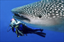 Balina Köpekbalığı - Maldivler - Boğaçhan Teleri