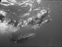 Balina Köpekbalığı - Maldivler - Boğaçhan Teleri