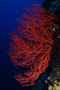 Gordonya Mercanı - Palau - Ferda Büyükbaykal
