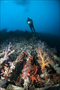 Yumuşak Mercanlar - Batık - Kızıldeniz - Hakan Egel