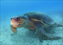 Deniz Kaplumbağası - Kaş - Türkiye - Oğuz Aroymak