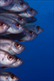 Kocagöz Balıkları - Kızıldeniz - Sacit Uluırmak