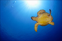 Deniz Kaplumbağası - Malezya - Sacit Uluırmak