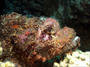 Akrep Balığı - Kızıldeniz - Mısır - Sermurat Küçükgül