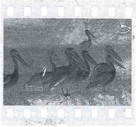 081bw.jpg
